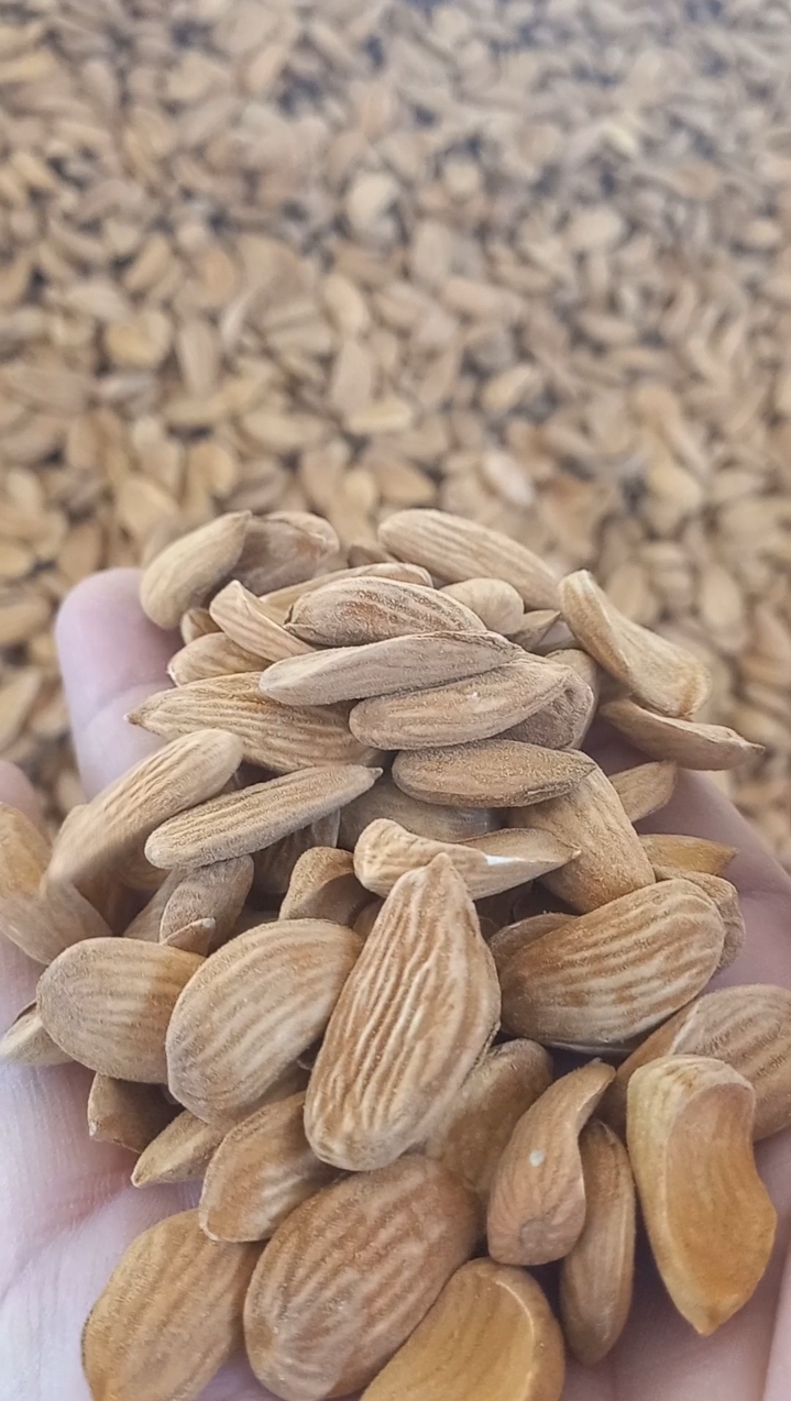 بهترین قیمت روز مغز بادام محب صادراتی